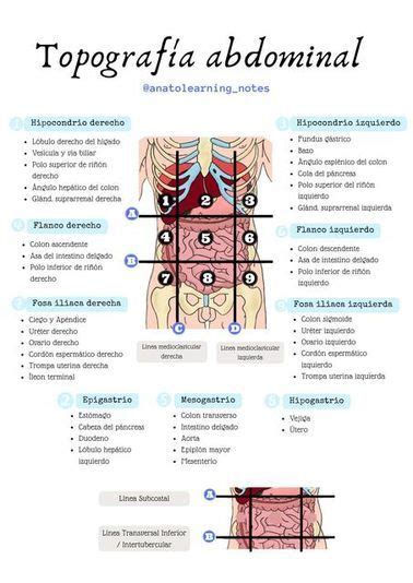 Topograf A Abdominal Udocz