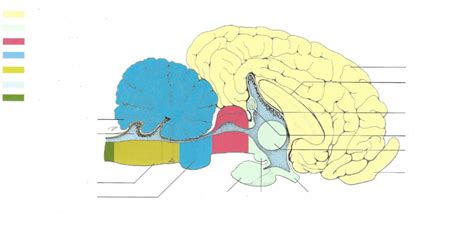 L2and3 Brain Structure And Function Diagram Quizlet