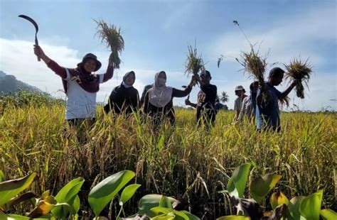 Lagi Petani Binaan PT Vale Panen Raya Padi SRI Organik