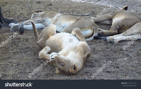 Lion African Savanna Stock Photo 1213721173 | Shutterstock