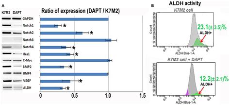 Notch Inhibition With Dapt Reduces Notch Signaling And Bmp Vegf And