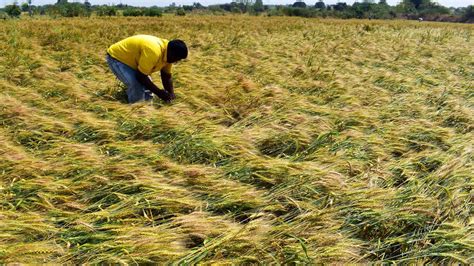 Maharashtras Nashik Witnesses Unseasonal Rainfall Crops Damaged The