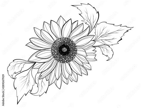 Sunflower Flower Black And White Illustration Of A Sunflower Linear