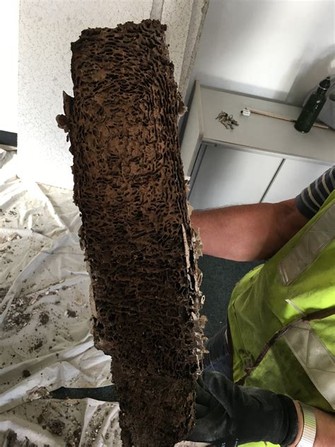 Termite Control & Pest Control Northern Suburbs - Right Pest Control