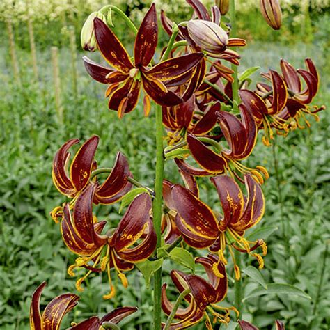 Lilium Martagon Arabian Knight - Summer Bulb | K. van Bourgondien