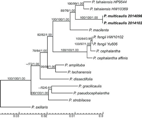 The Major Rule Consensus Tree Of Bayesian Inference Analysis Using The