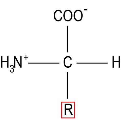 5 5 RNA Is Translated Into A Polypeptide The Evolution And Biology Of Sex