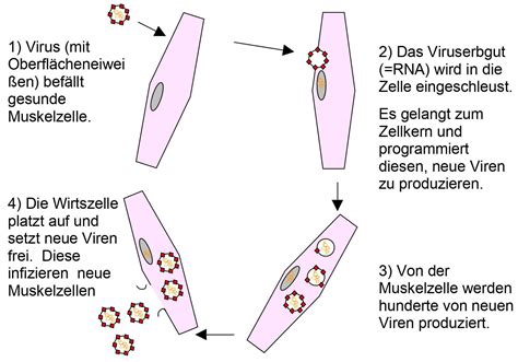 Freies Lehrbuch Biologie 07 02 Infektionen Und Immunabwehr Feinde