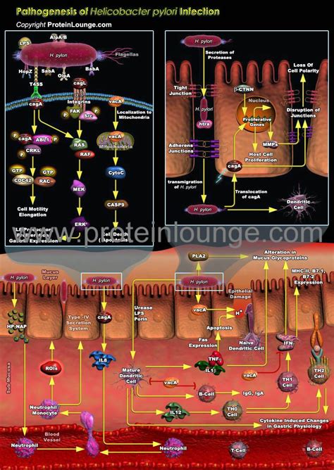 Biological Databases And Tools Pathogenesis Of Helicobacter Pylori