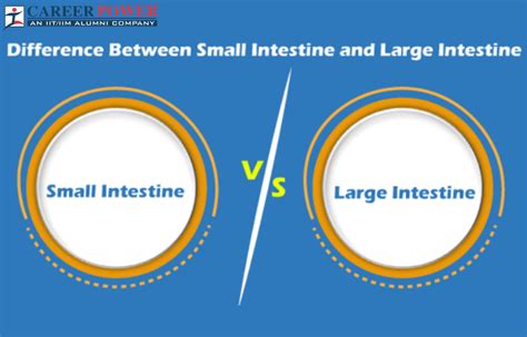 Difference Between Small Intestine And Large Intestine