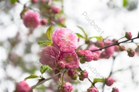 Pretty Pink Flowering Plum | PSD Free Download - Pikbest