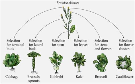 The Magical Brassica Oleracea Plant