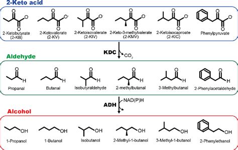 Conversion of 2-keto acids to higher chain alcohols. KDC 2-keto acid ...