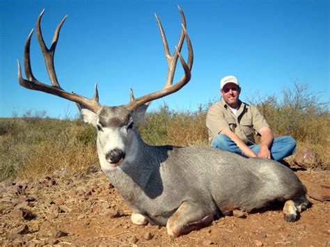 Mule Deer Hunting In Texas