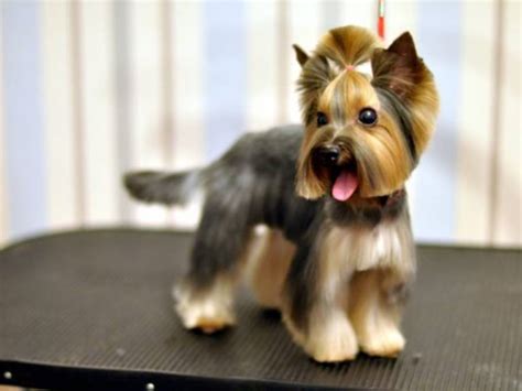 Yorkie Haircuts For Males And Females 60 Pictures Yorkie Life