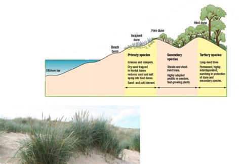 Sand Dunes – A Level Geography Edexcel Revision – Study Rocket