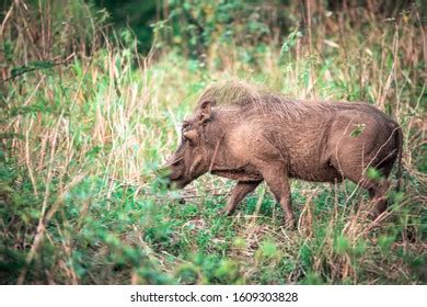 Warthog Grass During Safari Hluhluwe Imfolozi Stock Photo 1609303828