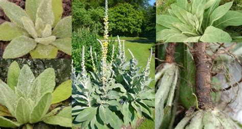 Les Plantes De L Appareil Respiratoire Cartes Quizlet