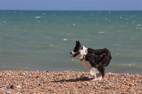 Border Collie Perro Foto Gratis En Pixabay Pixabay