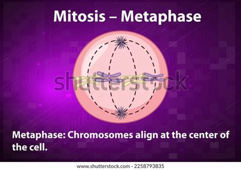 Process Mitosis Metaphase Explanations Illustration Stock Vector ...