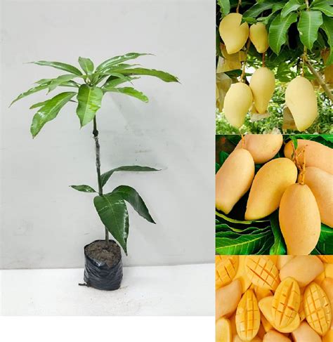 Green View Nam Doc Mai Mango Live Amba Fruit Plant Grafted Hybrid New