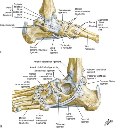 Bifurcate Ligament