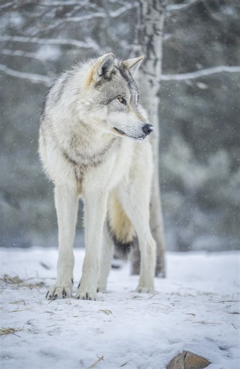 Beautiful Grey Wolves West Yellowstone Wolves Montana Win Flickr