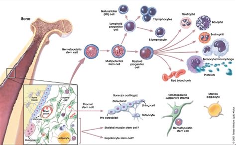 Anat Blood Embryology