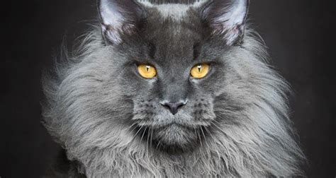 Majestátní kočka nebo lev Fotograf zachytil krásu Maine Coons