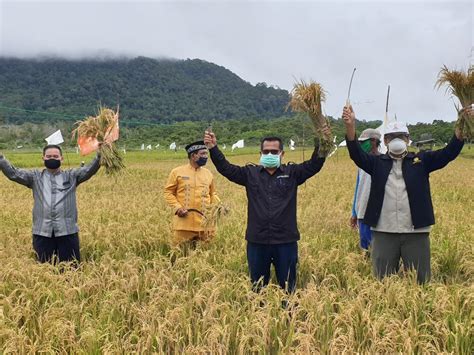 Inovasi Paket Teknologi Budidaya Padi Sawah Di Bintan