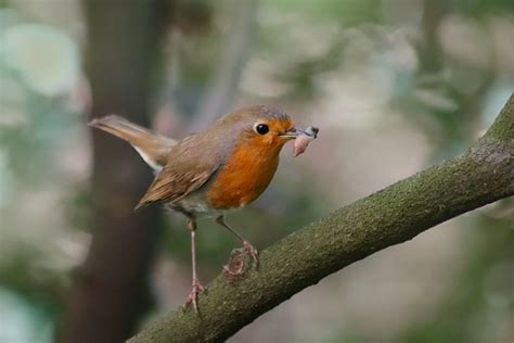 Rouge Gorge Oiseau Chanteur Robin Photo Gratuite Sur Pixabay Pixabay