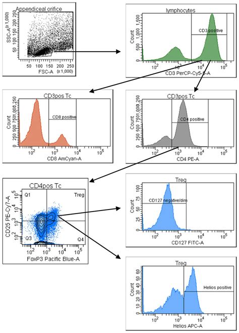 Representative Gating Strategy For The Facs Analysis Of Lamina Propria