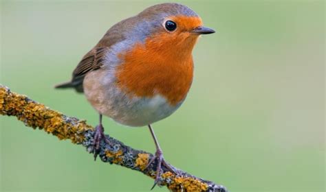 The 30 Most Common Birds Found in Europe – Nature Blog Network