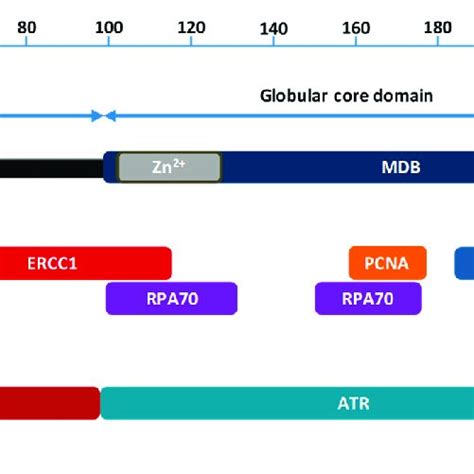 Xpa Domains And Interacting Partners Domain Structure Of The Human Xpa