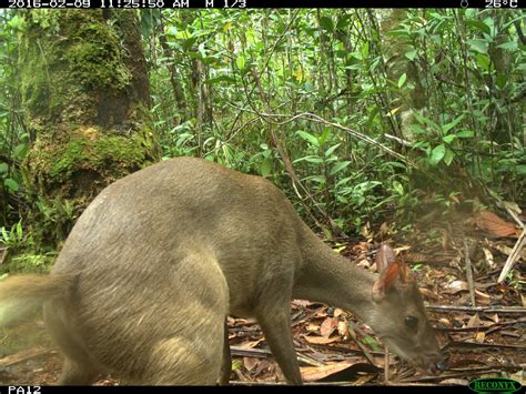 Animal ‘selfies Captured In Amazon Rain Forest By Field Museum