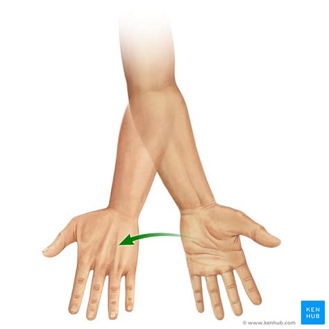 Pronation Supination Anatomie Definition Klinik Kenhub