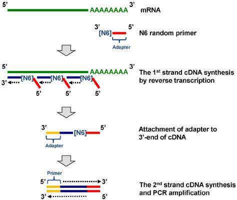 NIPPON GENE GeneAce CDNA Synthesis Kit Life 58 OFF