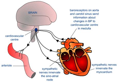 Schematic of the HR baroreflex. | Download Scientific Diagram