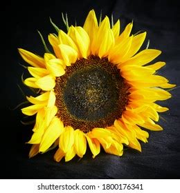 Illuminated Yellow Sunflower Helianthus Annuus Backlit Stock Photo