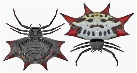 Spiny Orb Weaver 스파이더 리지드 3D 모델 3D 모델 TurboSquid 1170065