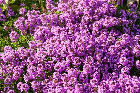 When To Plant Creeping Thyme Ground Cover | Storables