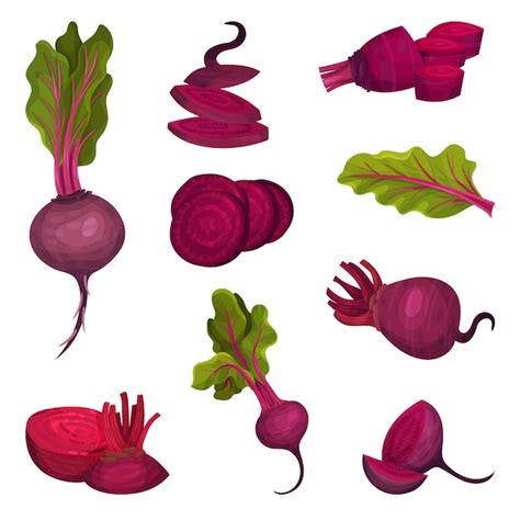 Premium Vector Beet Root With Green Top Leaves Cut And Whole Vector Set