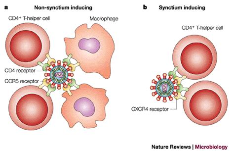 The Role Of Sexually Transmitted Diseases In Hiv Transmission Nature