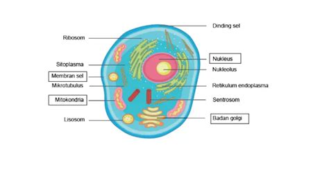 uji kompetensi kunci jawaban biologi kelas  halaman   kurikulum