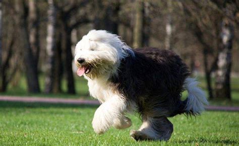 Perro Blanco Y Negro Las Razas M S Lindas Que Llaman La Atenci N