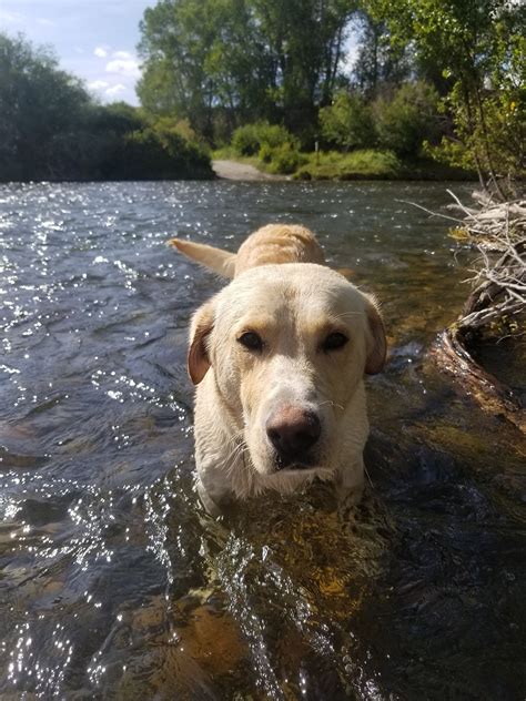 Diamond R Kennels Stud Dogs Montana Labs