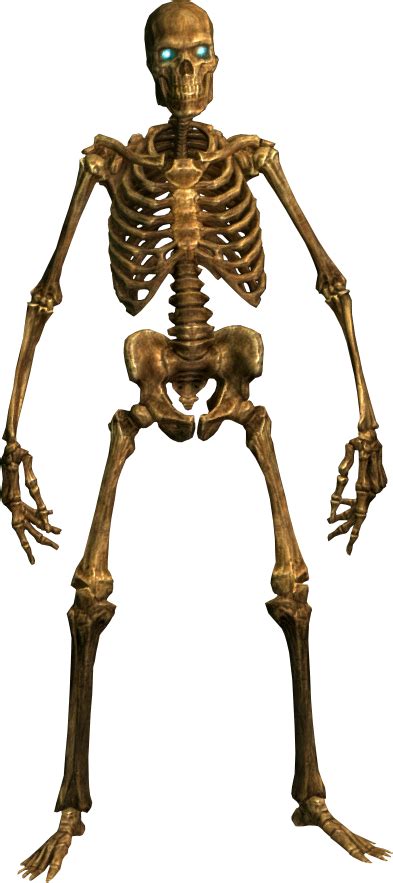 Skeleton Hd Png Transparent Skeleton Hdpng Images Pluspng