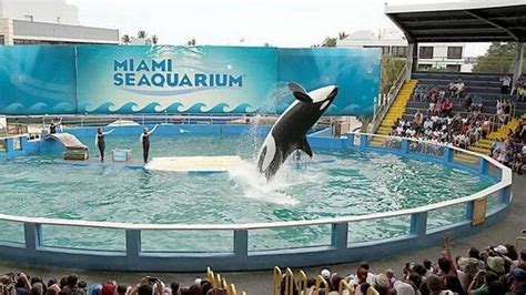 Watch Al Rojo Vivo Highlight Liberan a la orca Lolita tras 50 años