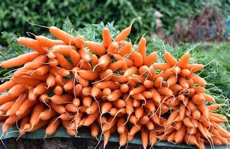 Cómo cultivar zanahorias fácilmente