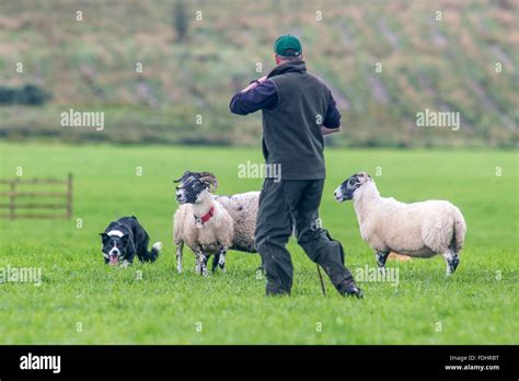 A Shepherd And Border Collie Herding Sheep At The International Sheep